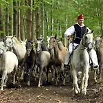 Csipkeskuti Lovas Vendeghaz * Miszkolc